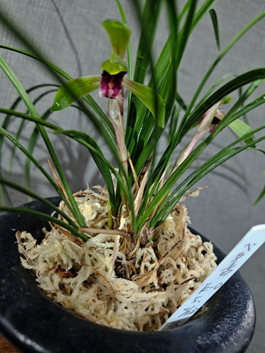 NO 003 日本春蘭 赤べた舌無名 | 高宮園