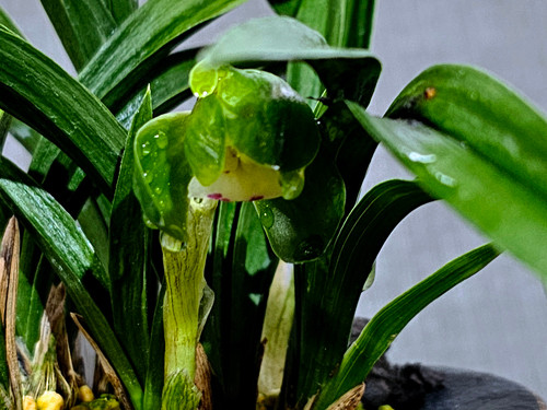 NO 002 韓国春蘭羅紗チャボ 羅王 | 高宮園