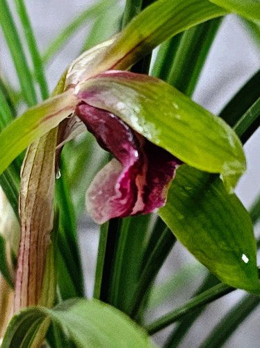 NO 003 日本春蘭 赤べた舌無名 | 高宮園