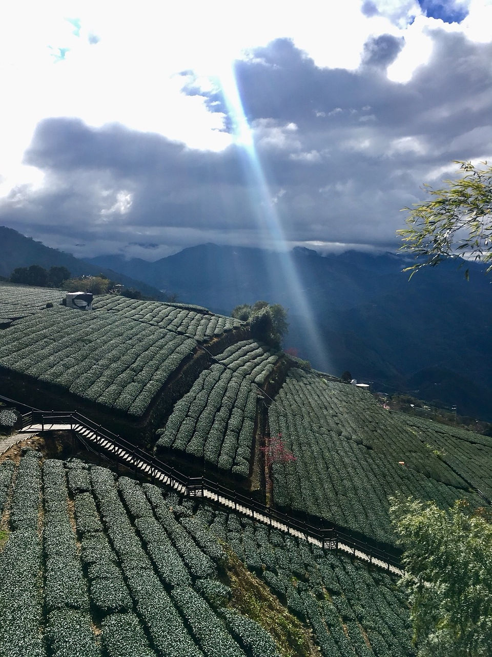 Alishan_75