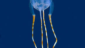Bonaire’s Marine Life: Creatures You Might Encounter.