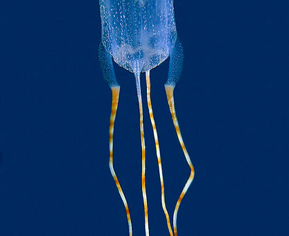 Bonaire’s Marine Life: Creatures You Might Encounter.