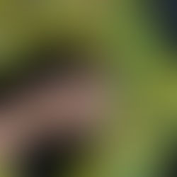 Cotton Pad Wreath Craft Tutorial: Christmas Wreath Crafts for Kids