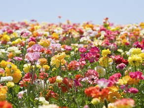 Flowers for Mother's Day