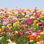 Flowers for Mother's Day