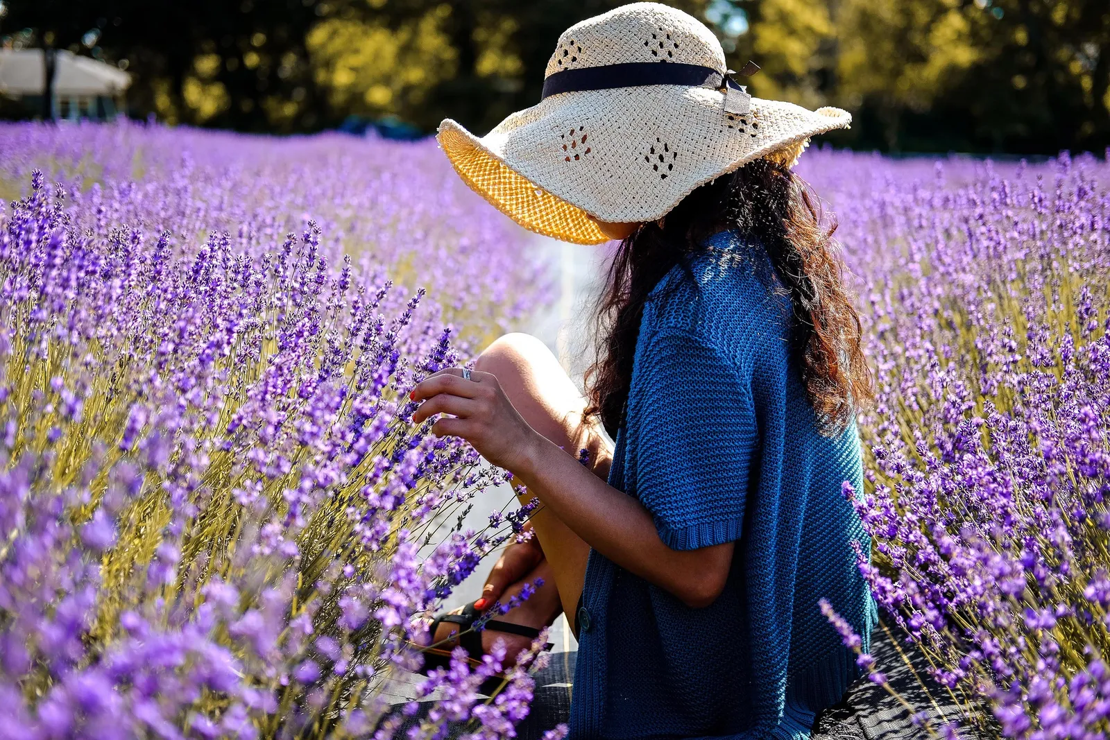 Campos de lavanda