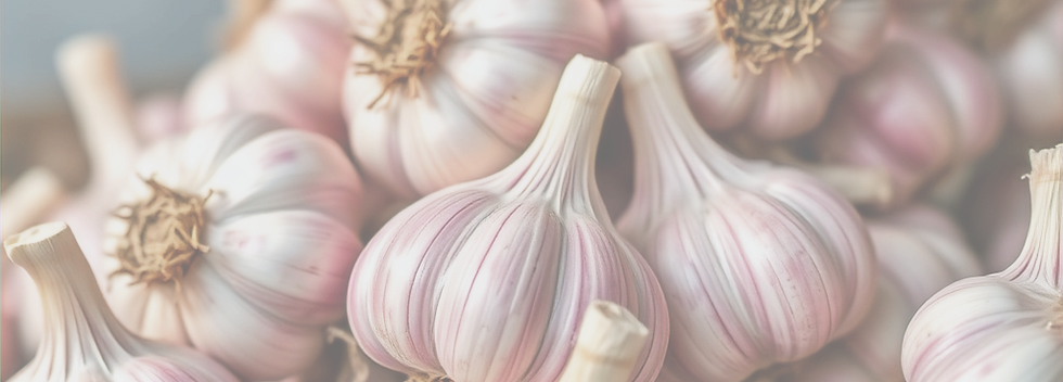 Red Russian Garlic