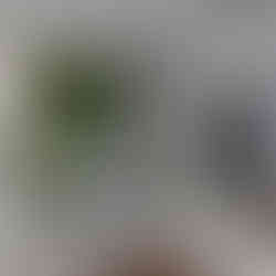 Image représentant un mur végétal stabilisé dans une décoration d’intérieur.