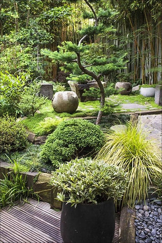 Cette image représente un jardin zen avec des plantes, points d’eau et pierres.