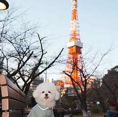Dog walk around Tokyo Tower