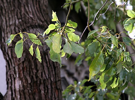 Bois de Hô.jpg