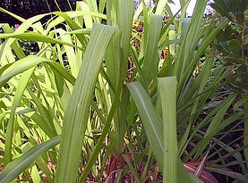 Citronnelle de Ceylan.jpg