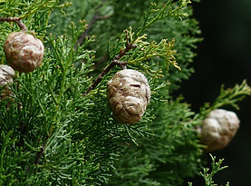 Cyprès_toujours_vert.jpg