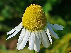 Camomille allemande.JPG