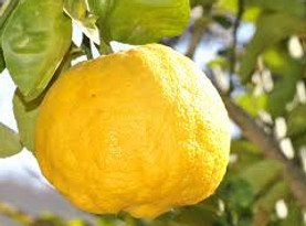 Yuzu.jpg