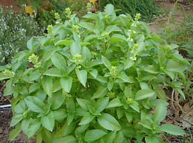 Basilic tropical.JPG