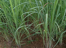 Lemongrass.jpg
