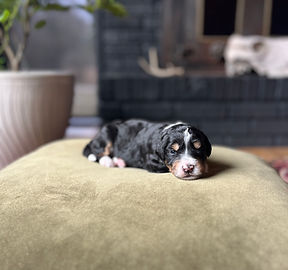 Bernedoodle puppy
