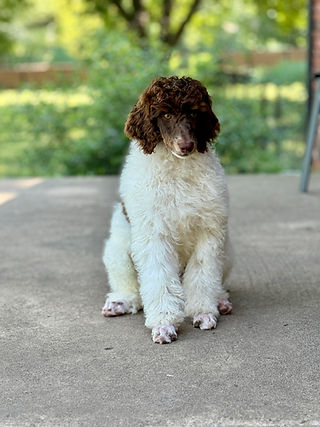 Breed | The Poodle Company