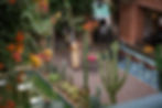 jardin-_D0A3826-Modifier.jpg