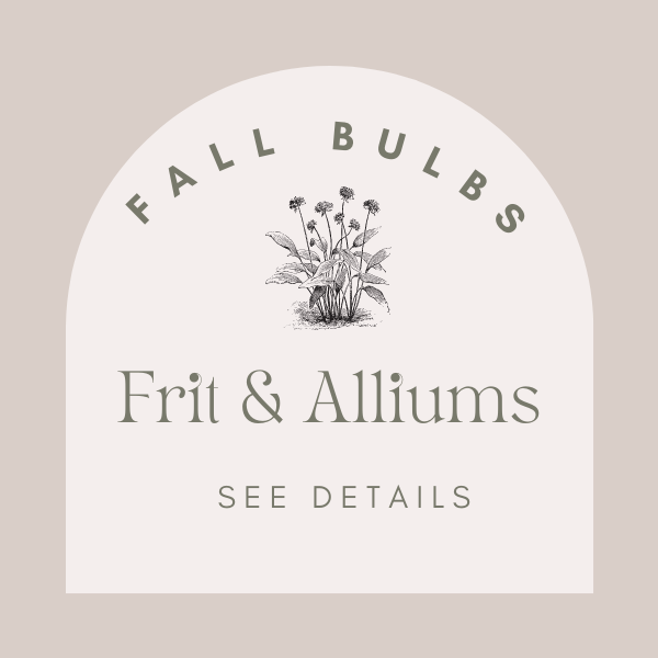 Thumbnail: Allium & Muscari
