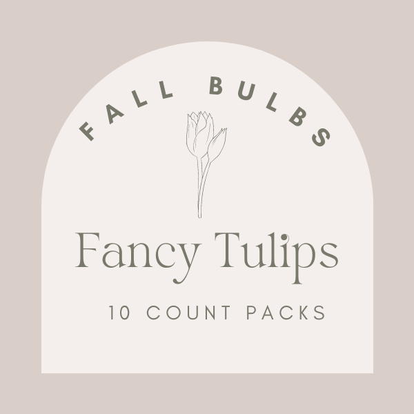 Fancy Tulip 2500/pack