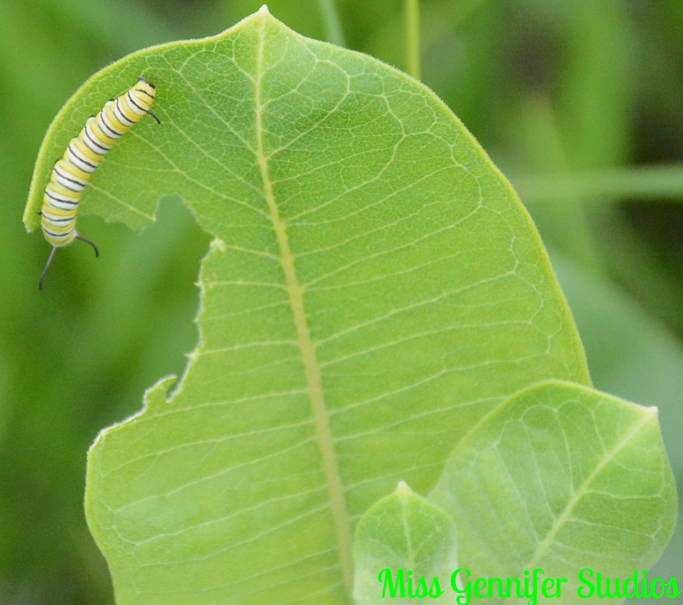 Caterpiller eating a leaf