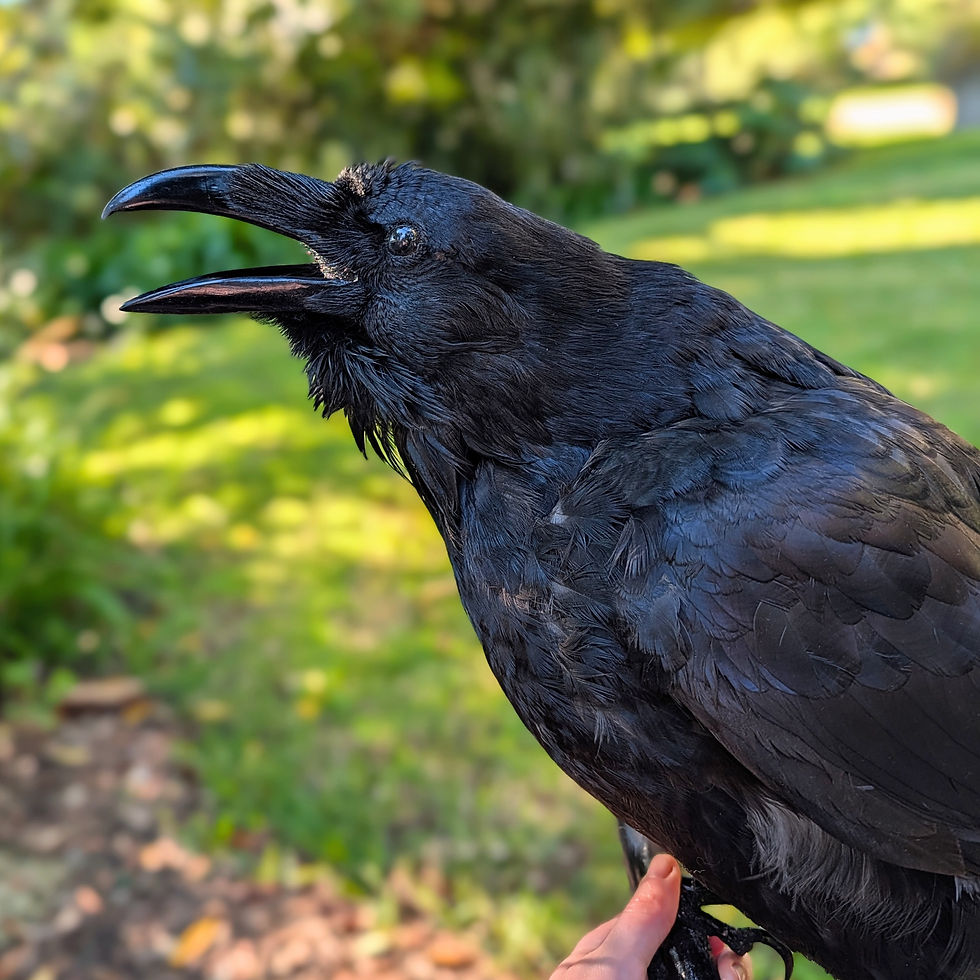 Thumbnail: Taxidermy Raven