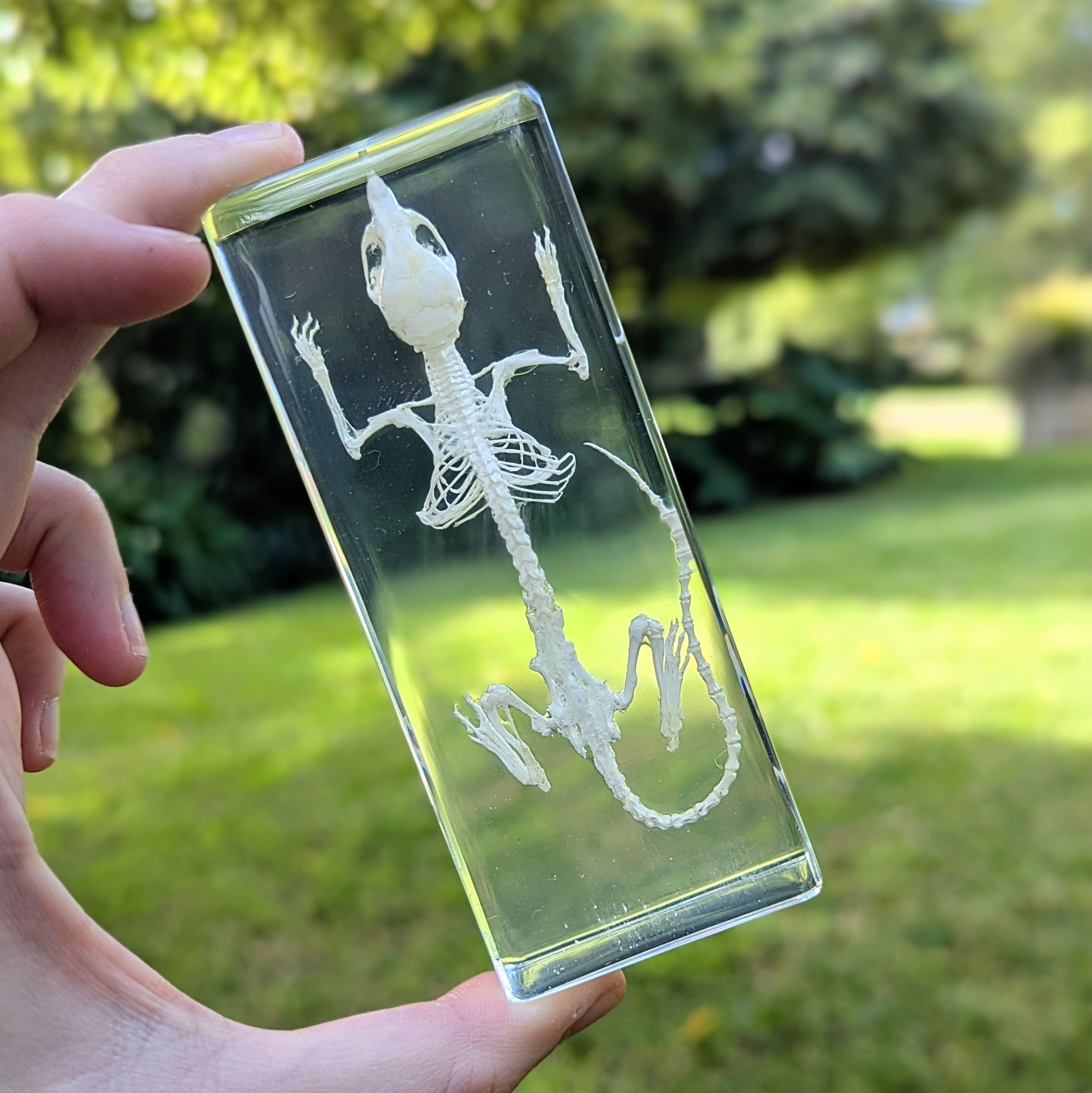 Mouse Skeleton