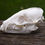 Thumbnail: Tanuki Skull