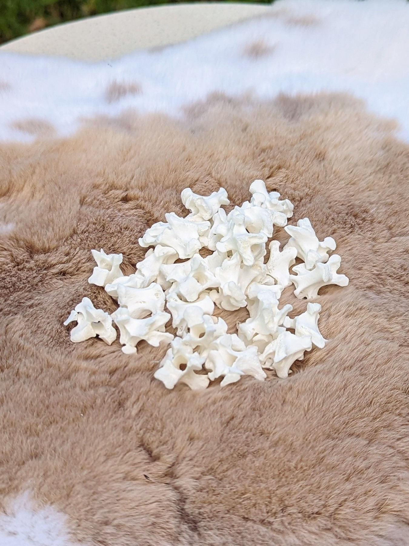 Assorted Vertebrae for jewellery making, crafting, witchcraft