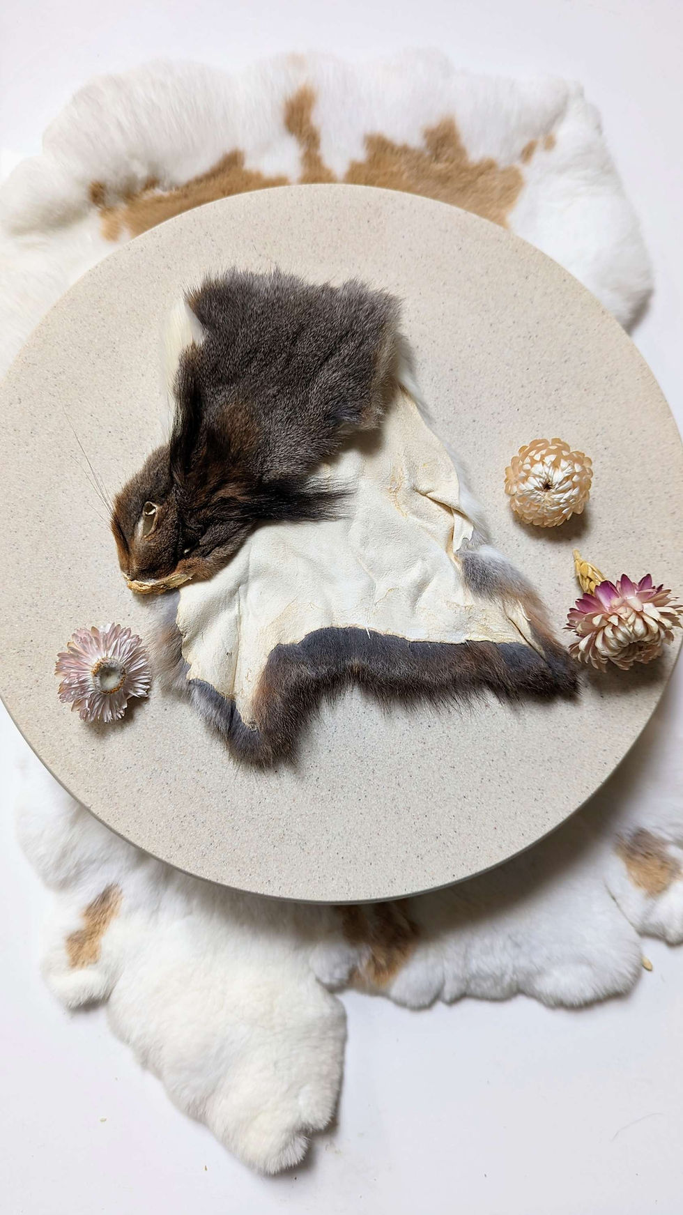 Thumbnail: Squirrel Pelt