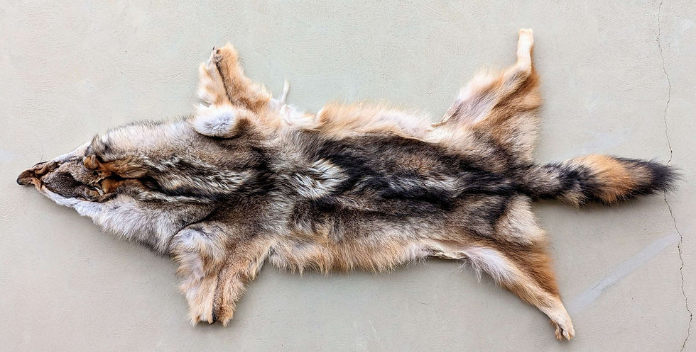 Thumbnail: Coyote Pelts