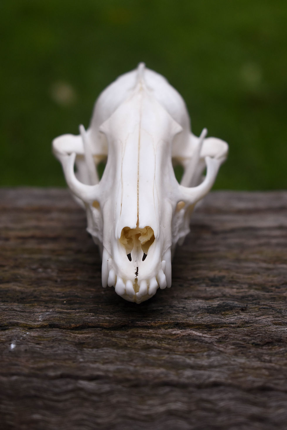 Thumbnail: Tanuki Skull