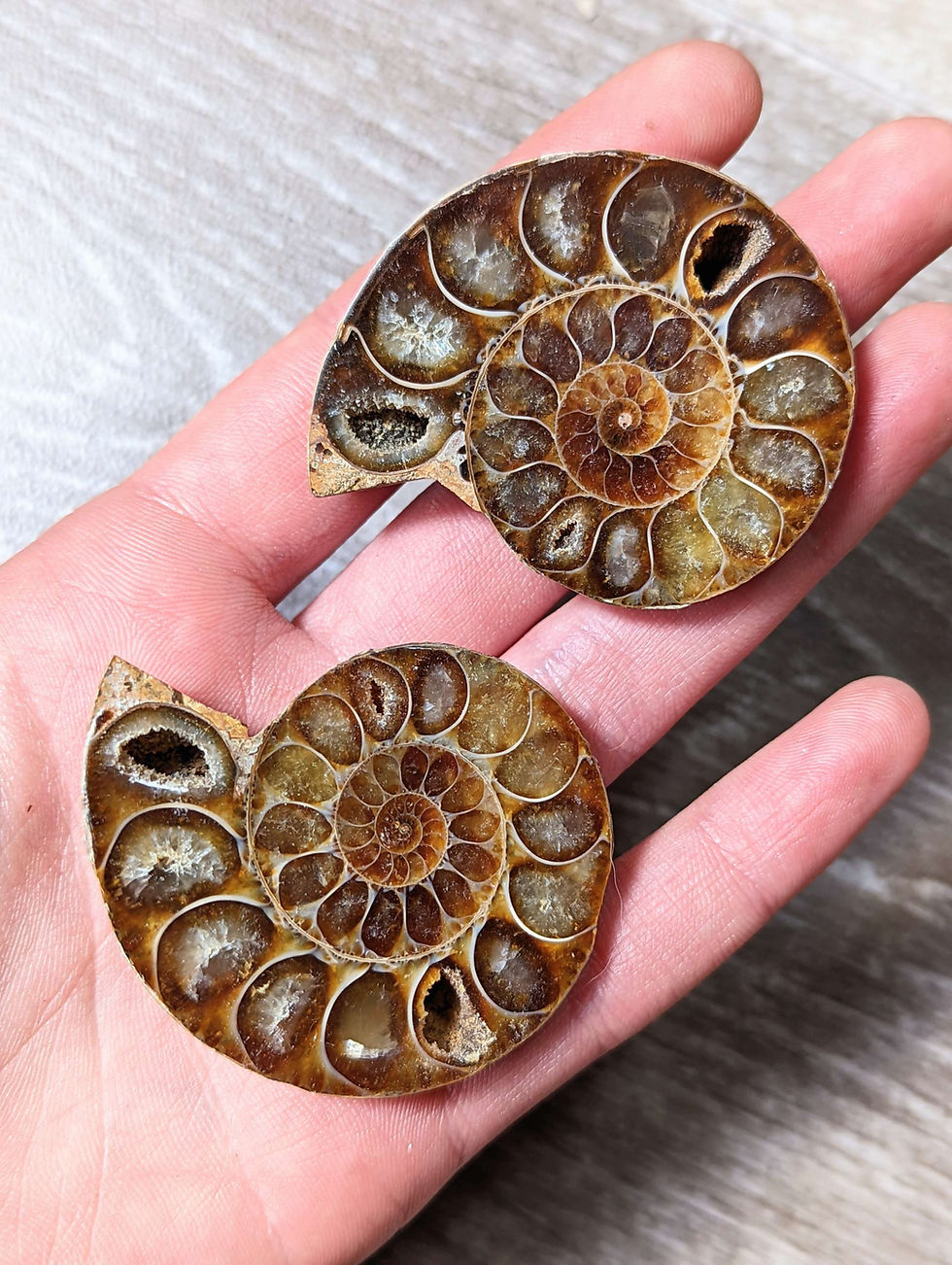 Thumbnail: Opalised Ammonite Fossil