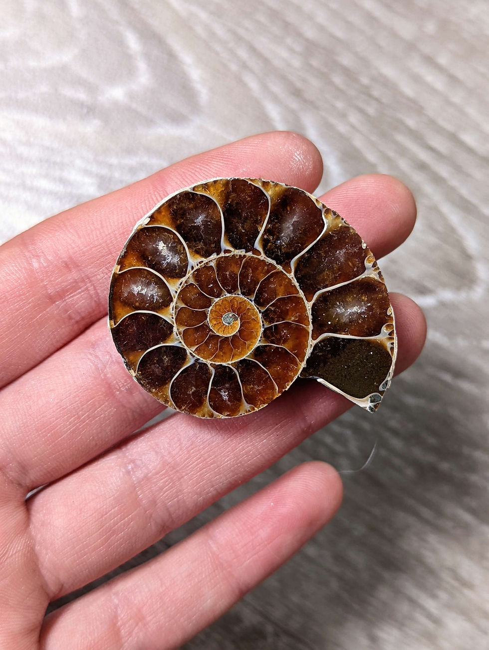 Thumbnail: Opalised Ammonite Fossil