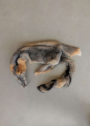 Grey Fox Pelt | Chimera Taxidermy