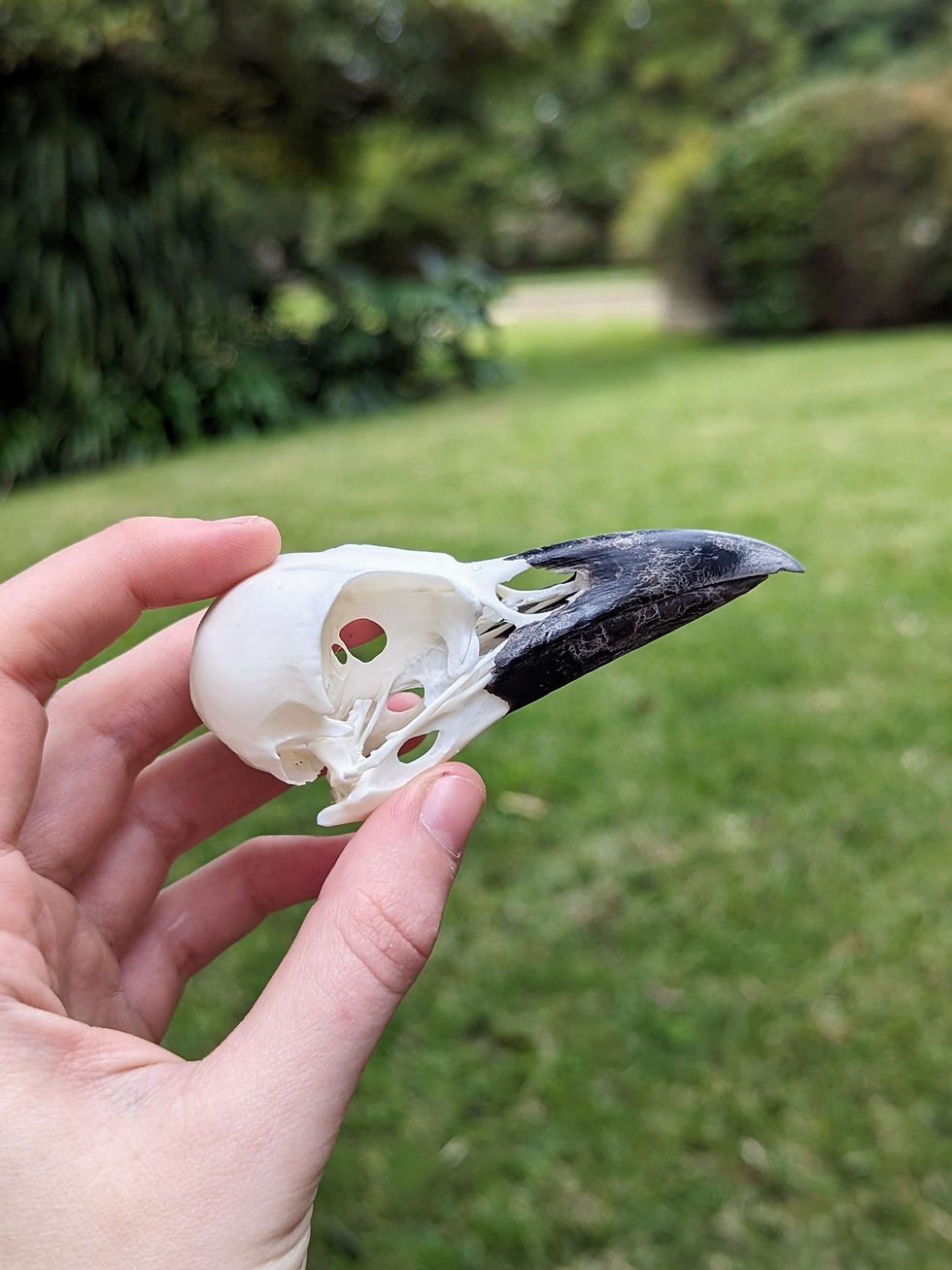 Thumbnail: European Crow Skull