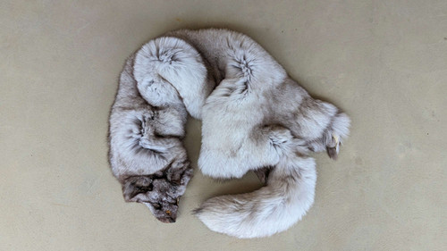 Blue Morph Arctic Fox Pelt | Chimera Taxidermy