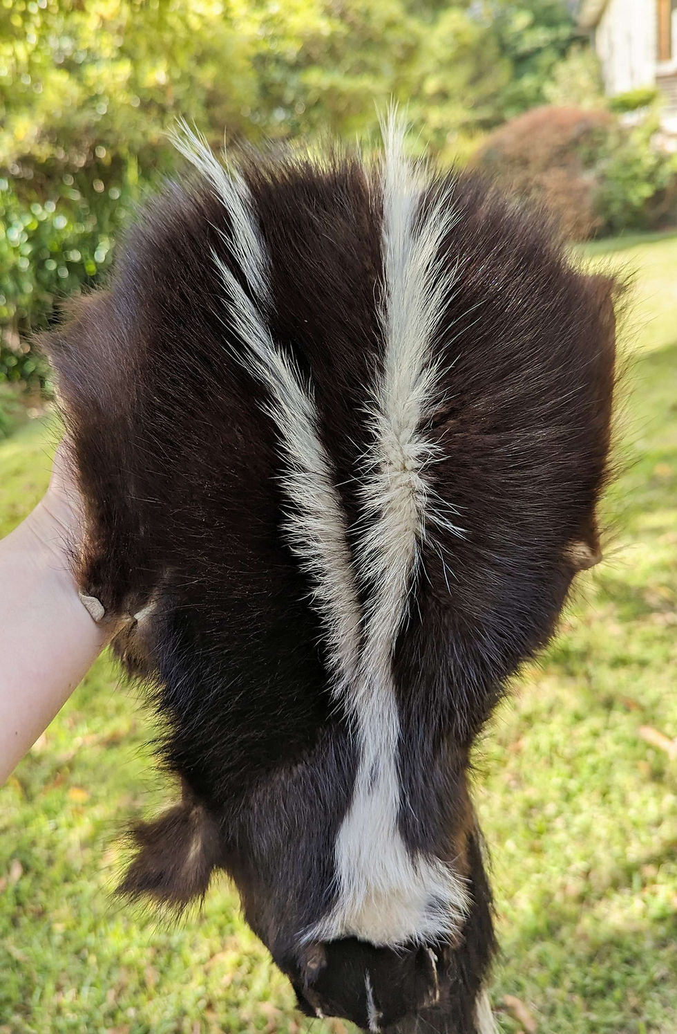 Thumbnail: Skunk Pelt 