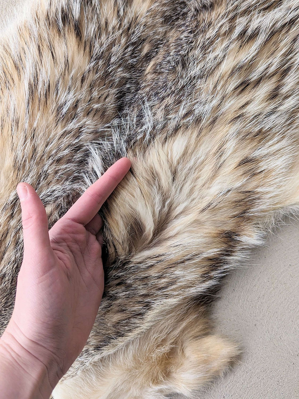 Thumbnail: American Badger Pelt