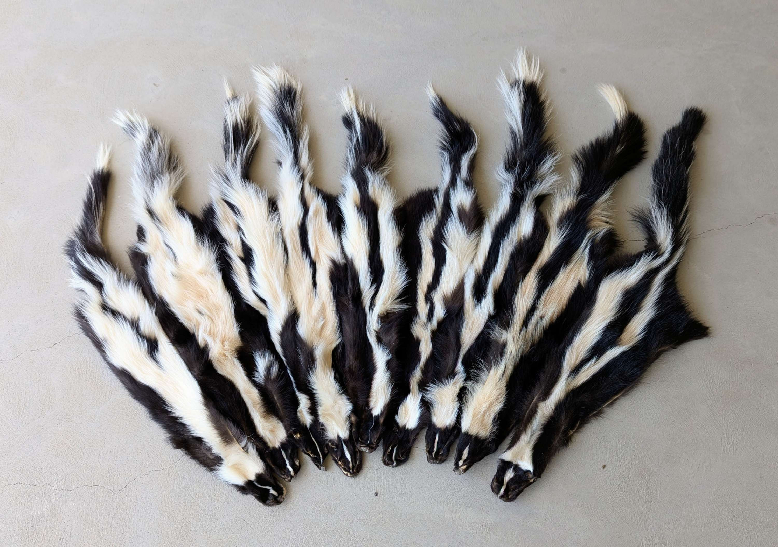 Skunk Pelt 