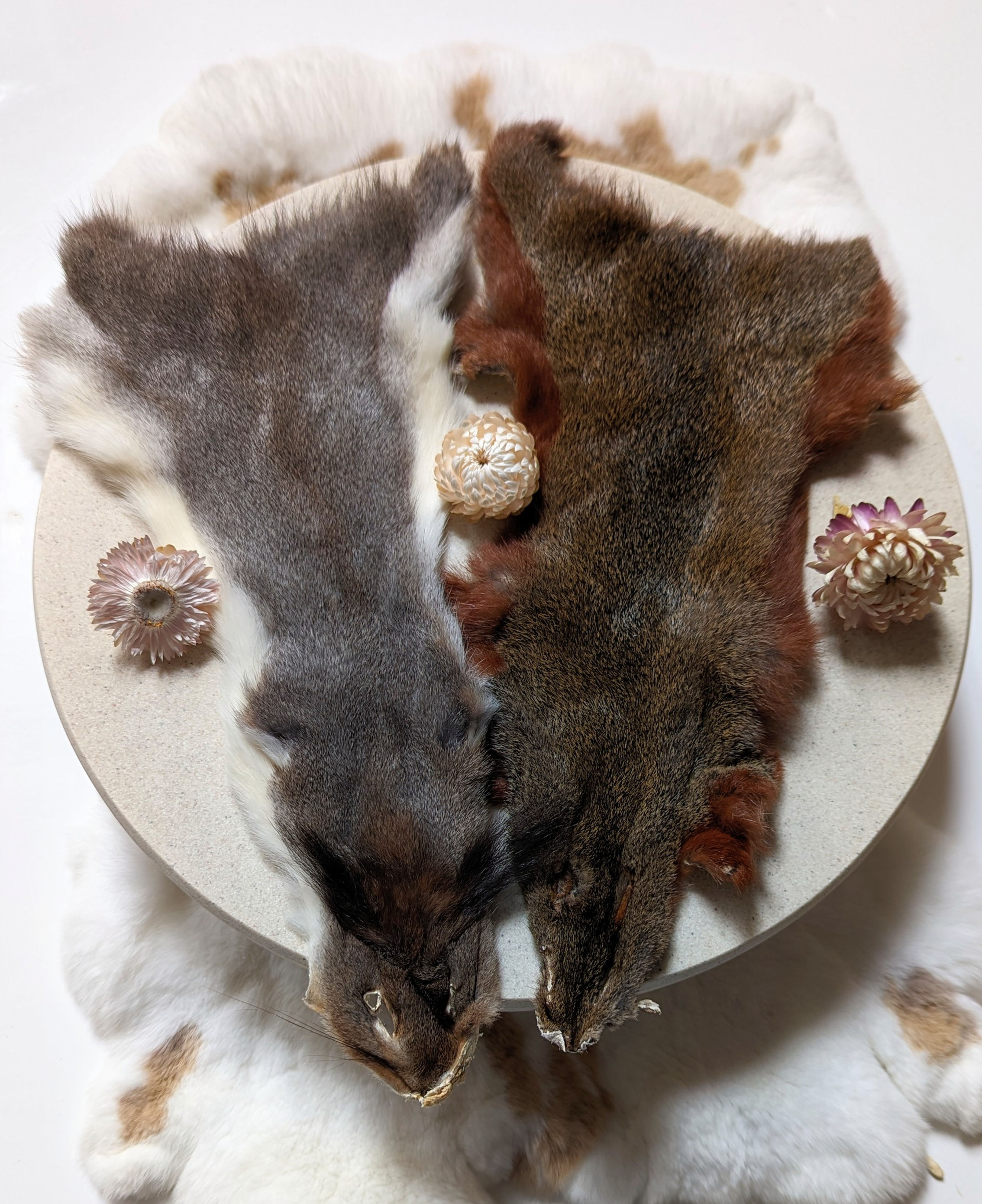 Squirrel Pelt