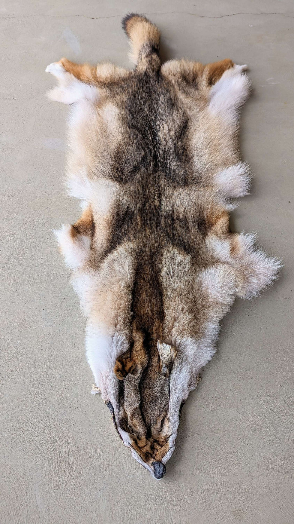 Thumbnail: Coyote Pelts