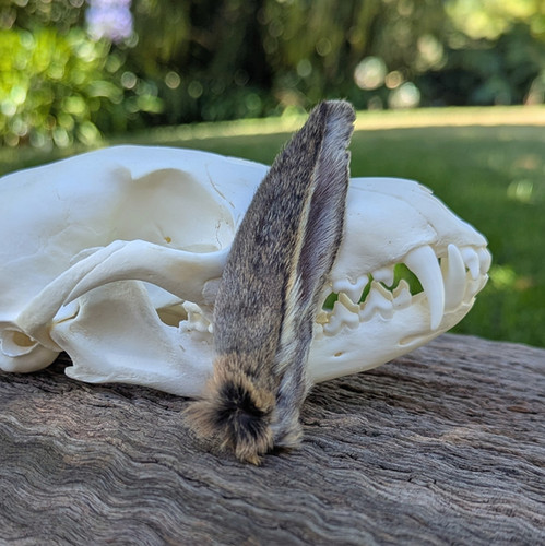 Preserved Rabbit Ear | Chimera Taxidermy