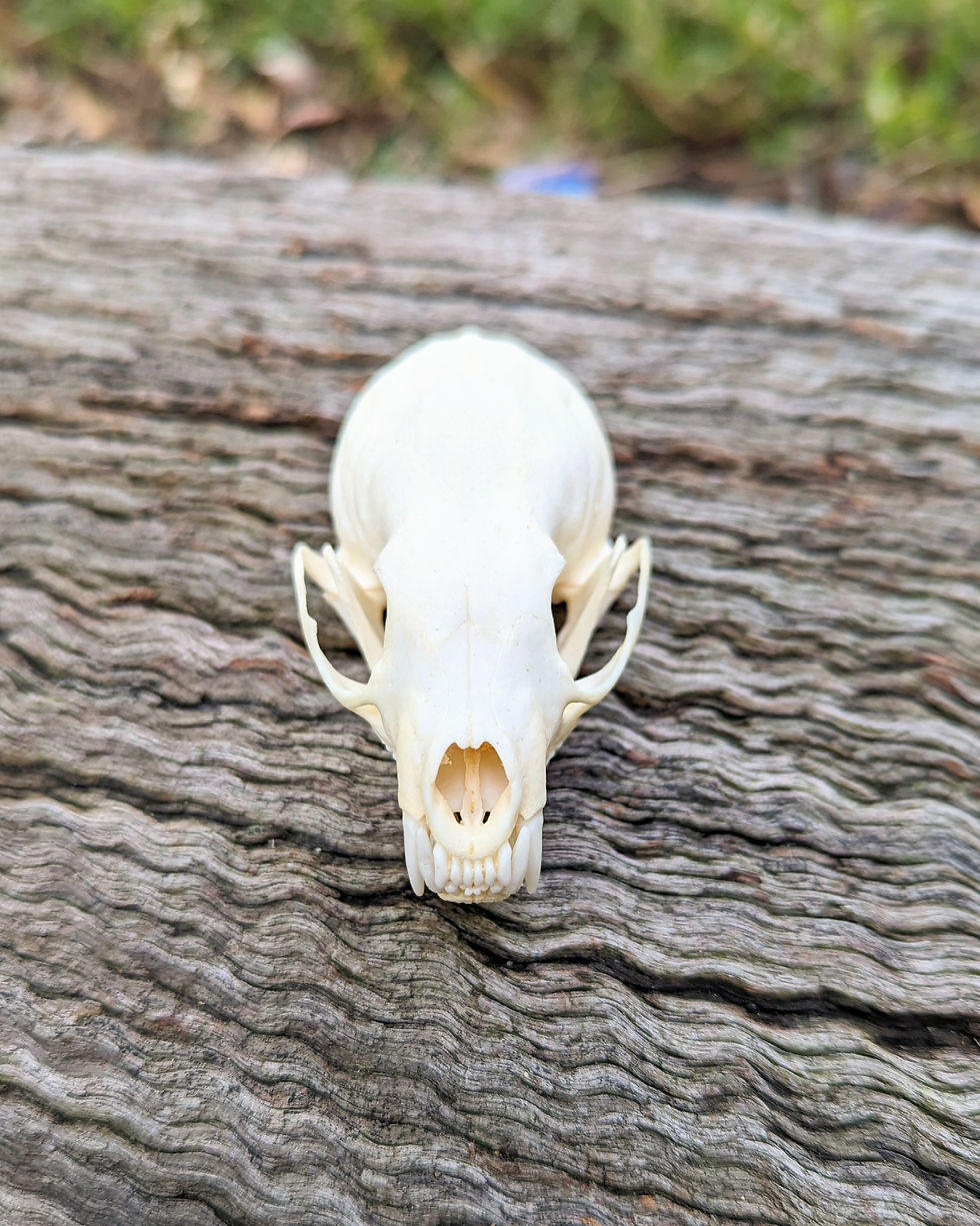 Thumbnail: Marten Skull
