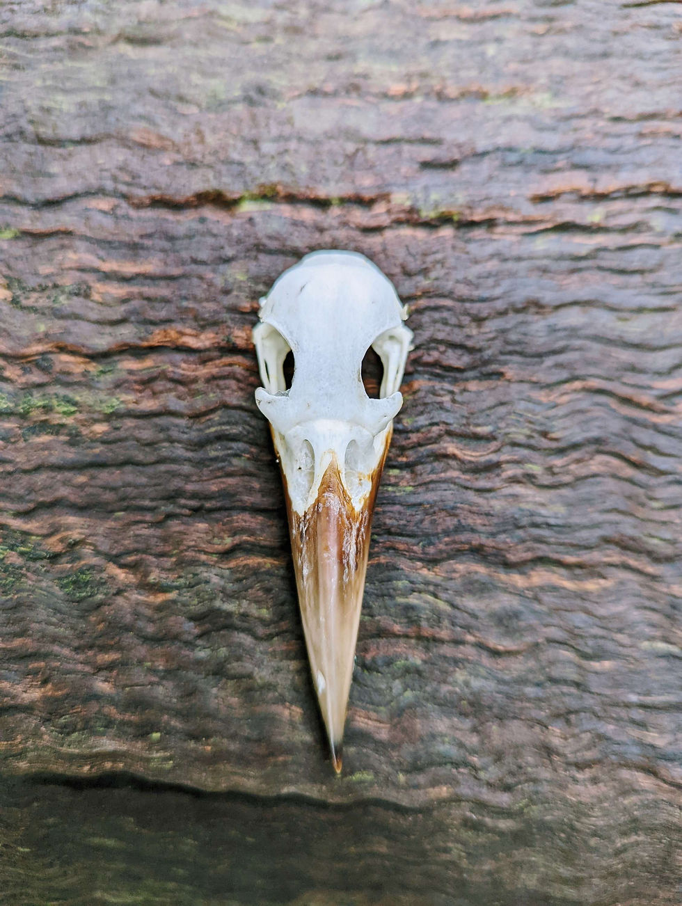 Thumbnail: Collared Kingfisher Skull