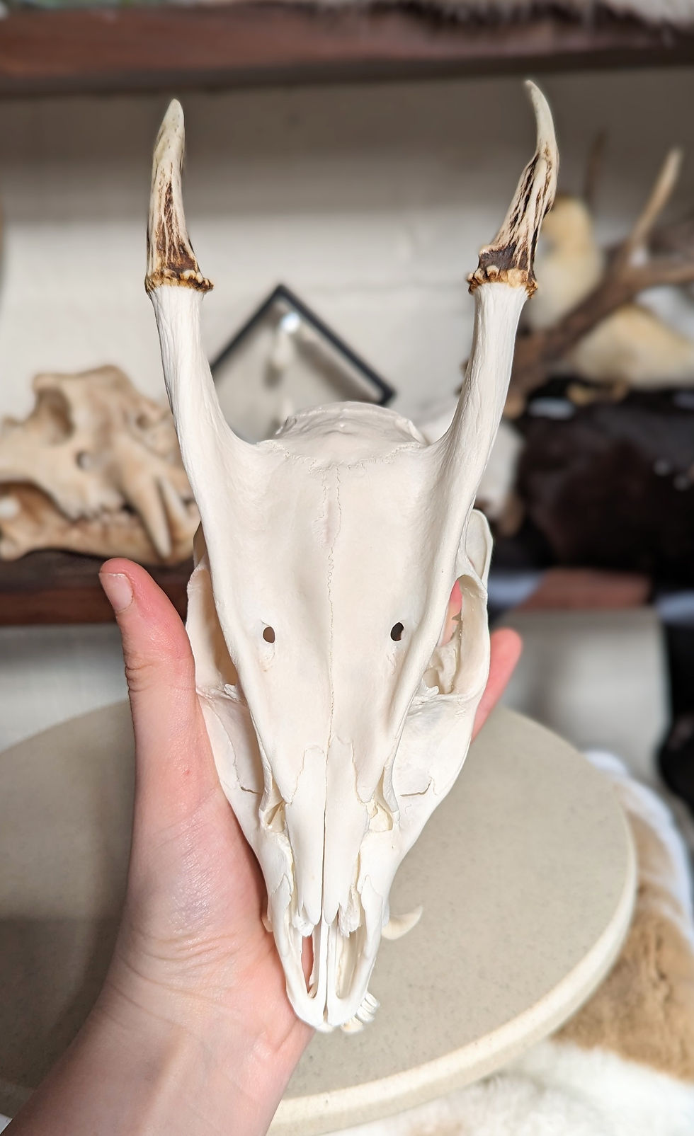 Thumbnail: Muntjac Skull