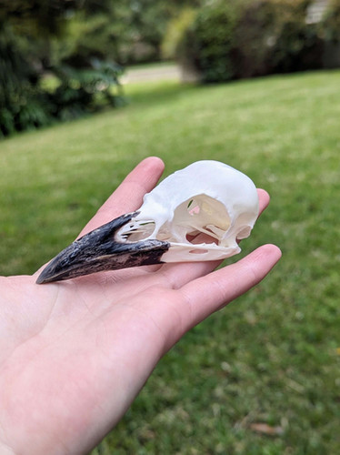 European Crow Skull | Chimera Taxidermy European Crow Skull | Chimera Taxidermy