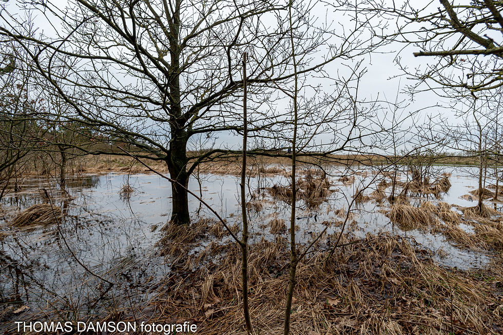 In regenreichen Wintern staut sich die Nässe am Rand des Wernerwalds.